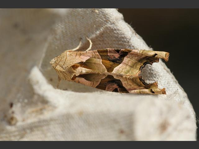 Phlogophora meticulosa Angle Shades
