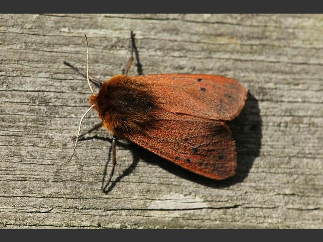 Phragmatobia fuliginosa Ruby Tiger Moth Images