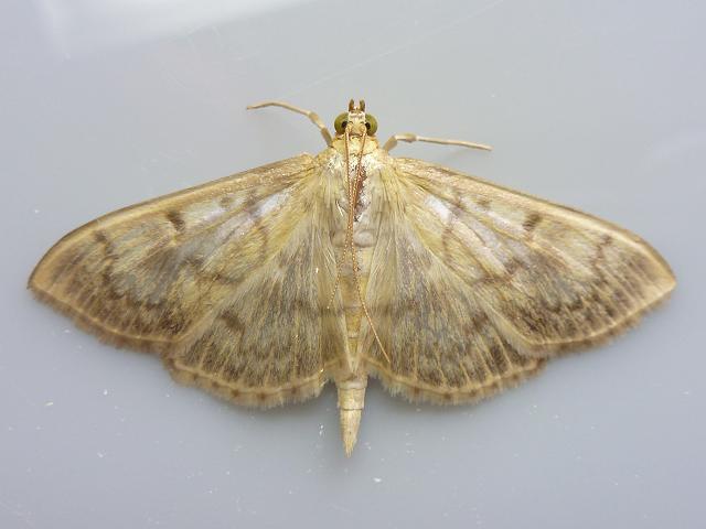 Pleuroptya ruralis Mother of Pearl Moth Images