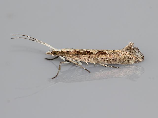 Plutella xylostella Diamond back Moth Images