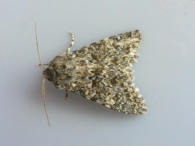 Polymixis flavicincta Large Ranunculus Moth Images