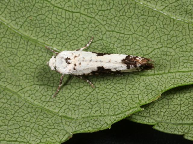Prays fraxinella Ash Bud Moth Images
