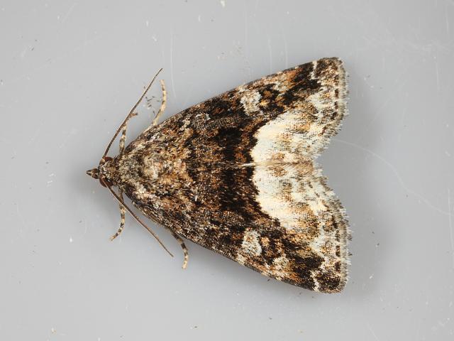 Protodeltote pygarga Marbled White Spot Moth Images