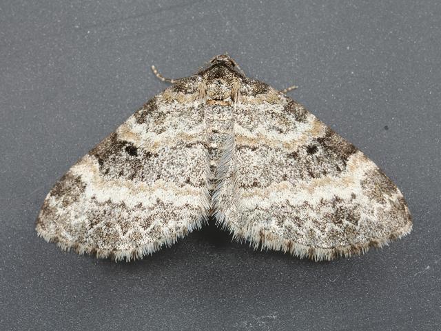 Pterapherapteryx sexalata Small Seraphim Moth Images