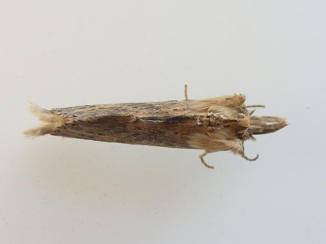 Pterostoma palpina Pale Prominent Moth images