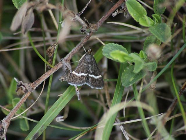 Pyrausta cingulata Silver barred Sable Moth Images
