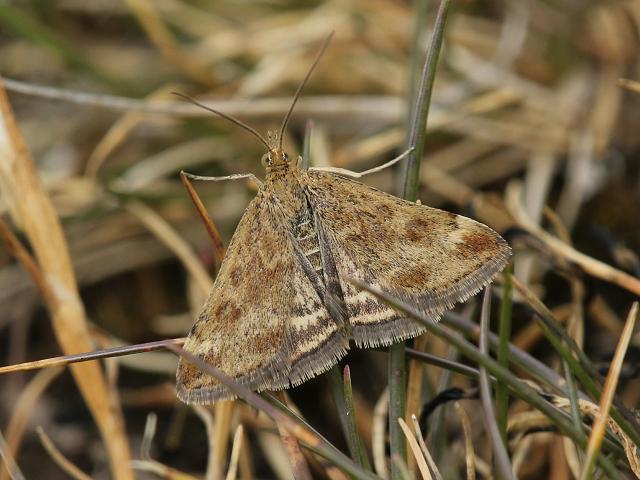 Pyrausta despicata Straw Barred Sward Pearl Moth Images