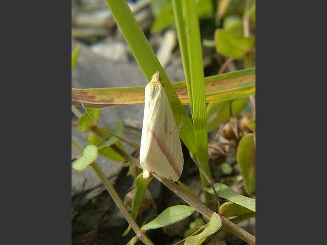 Rhodometra sacraria The Vestal Moth
