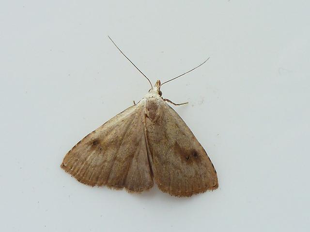 Rivula sericealis Straw Dot Moth
