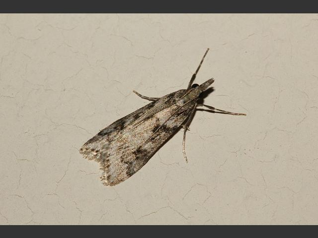 Schrankia costaestrigalis Pinion streaked Snout