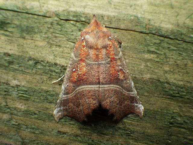Scoliopteryx libatrix Herald Moth Images