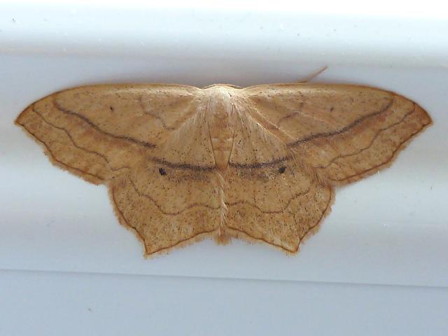 Scopula imitaria Small Blood vein Moth Images