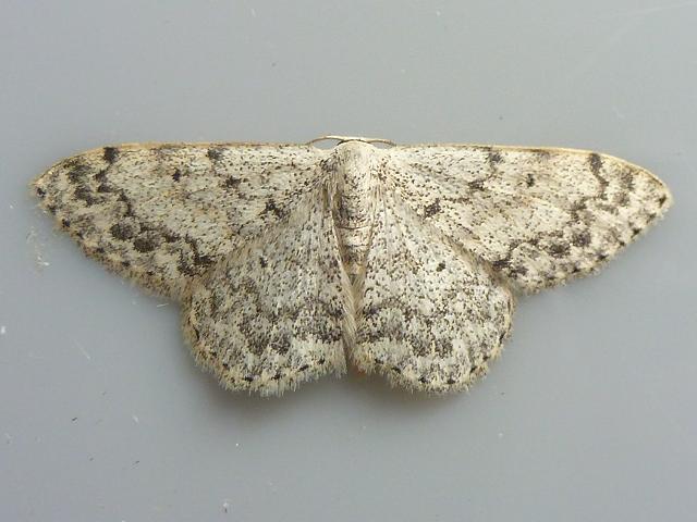 Scopula marginepunctata Mullein Wave Moth Images