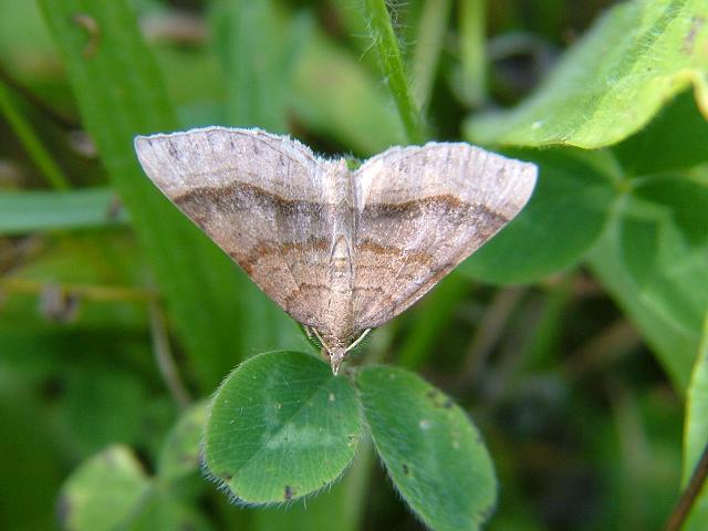 Scotopteryx chenopodiata Shaded Broad Bar Moth Images