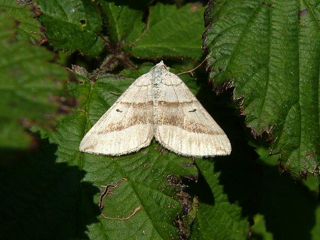 Scotopteryx luridata July Belle Moth Images
