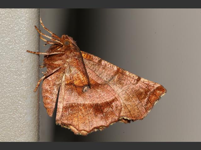 Selenia dentaria Early Thorn Moth Images