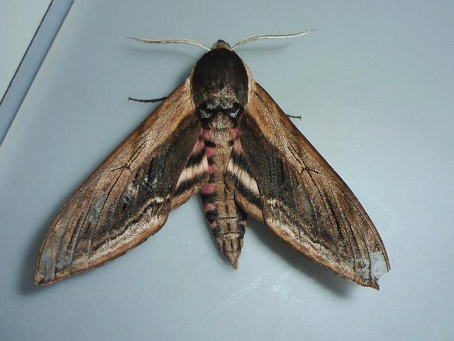 Privet Hawk moth Sphinx ligustri moth images