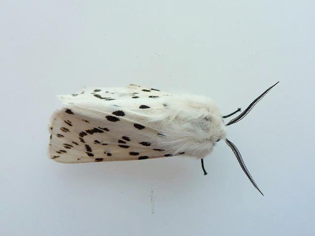 Spilosoma lubricipeda White Ermine Moth Images UK