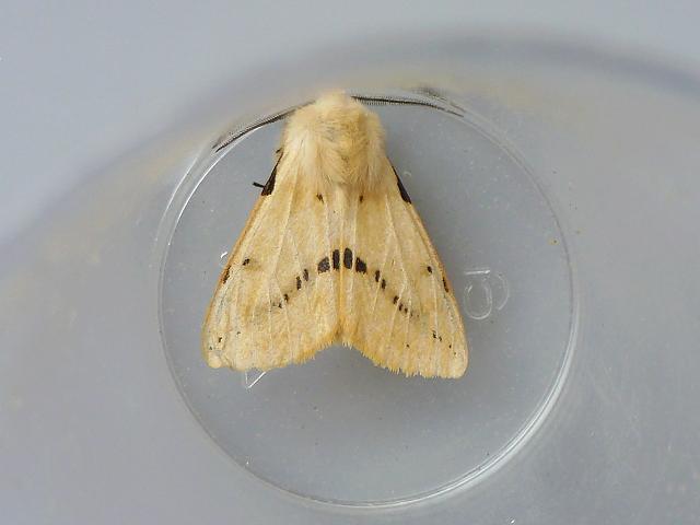 Spilosoma luteum Buff Ermine Moth Images