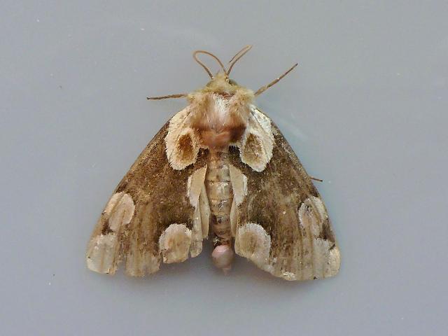 Thyatira batis Peach Blossom Moth Images Lepidoptera