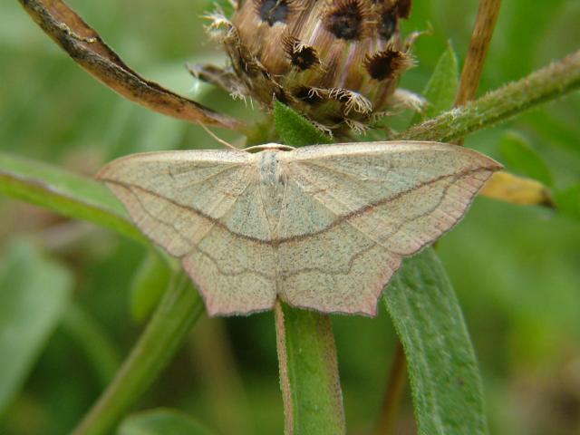 Timandra comae Blood Vein Moth