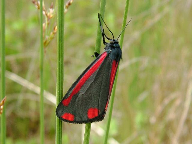 Tyria jacobaeae Cinnabar Moth Images