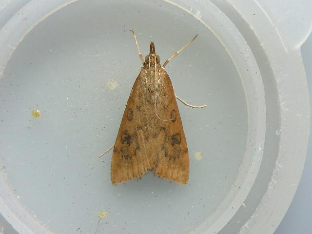 Udea ferrugalis Rusty Dot Pearl Moth Images