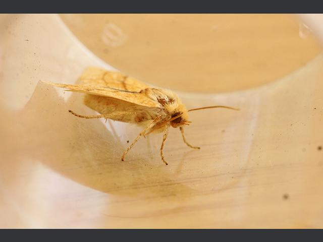 Xanthia citrago Orange Sallow Moth Images