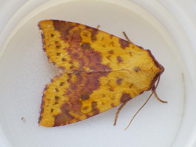 Xanthia togata Pink barred Sallow Moth Images