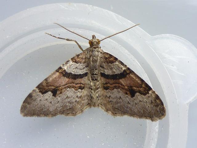 Xanthorhoe designata Flame Carpet Moth Images