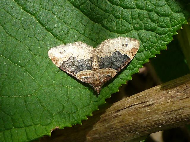 Xanthorhoe ferrugata Dark barred Twin spot Carpet Moth Images