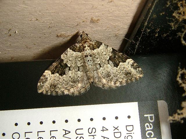 Xanthorhoe fluctuata Garden Carpet Moth Images