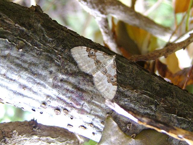 Xanthorhoe montanata Silver Ground Carpet Moth Images