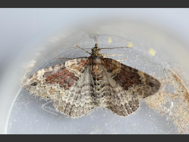 Xanthorhoe spadicearia Red Twin spot Carpet Moth Images