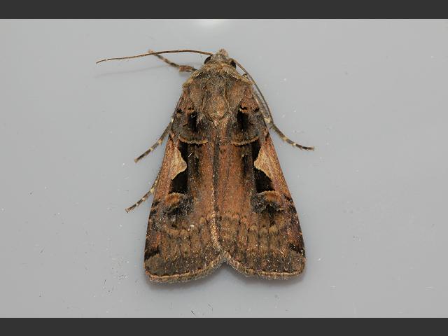 Xestia c nigrum Setaceous Hebrew Character Moth Images