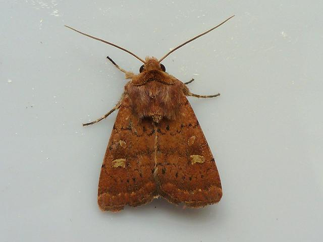 Xestia xanthographa Square spot Rustic Moth Images