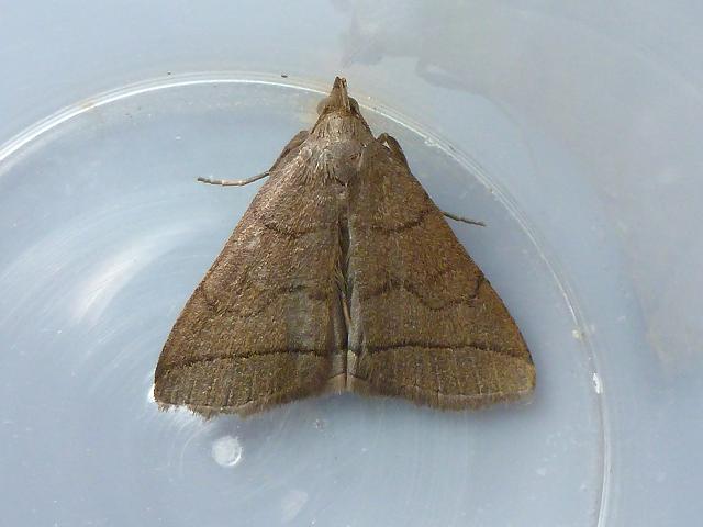 Zanclognatha tarsipennalis The Fan foot Moth Images