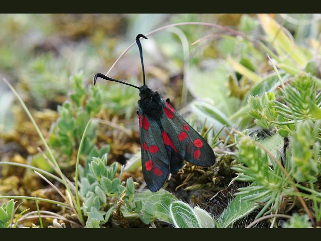 Zygaena filipendulae Six Spotted Burnet Moth