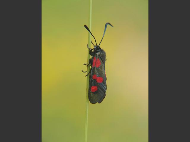 Zygaena trifolii Five Spotted Burnet Moth