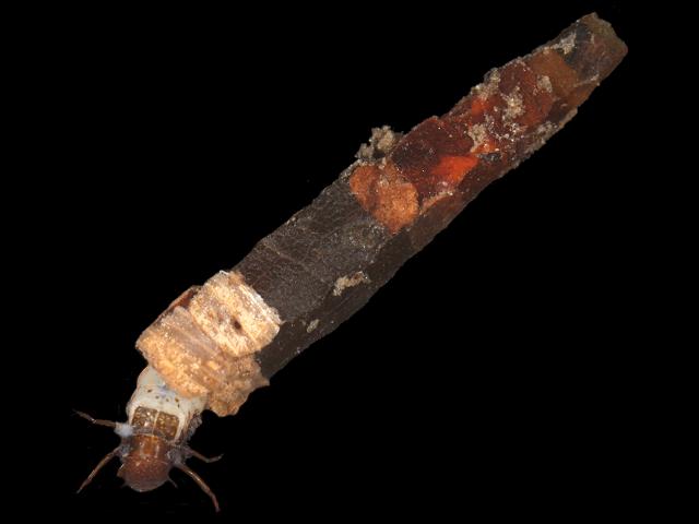 Crunoecia irrorata Caddisfly Trichoptera Images
