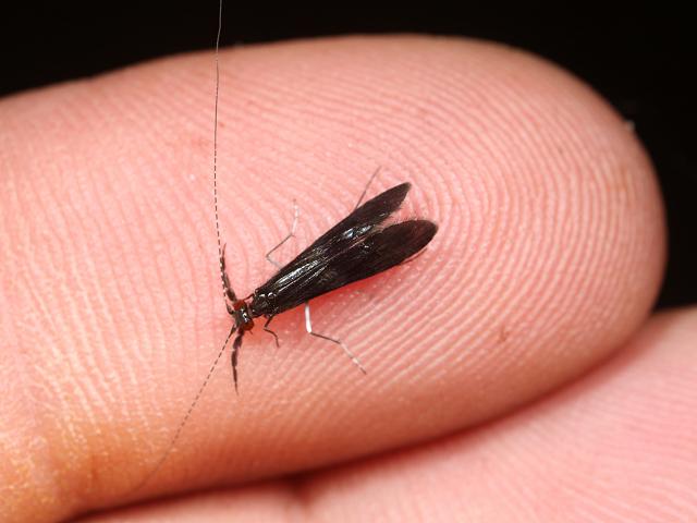 Mystacides azurea Long horn Caddisfly Trichoptera Images