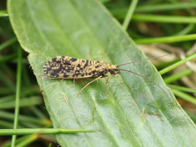 Philopotamus montanus Finger net Caddisfly Trichoptera Images