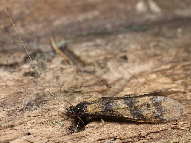 Mystacides longicornis Long horn Caddisfly Trichoptera Images