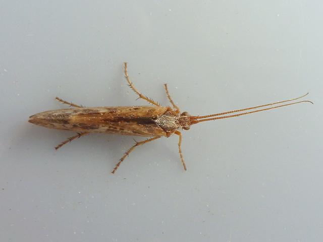 Caddisfly Trichoptera Images UK