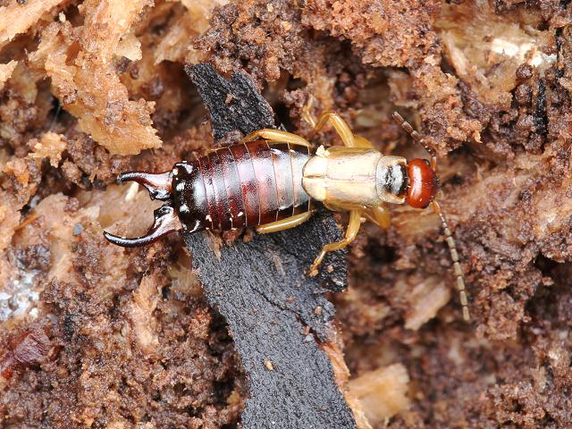 Forficula auricularia Common Earwig Images