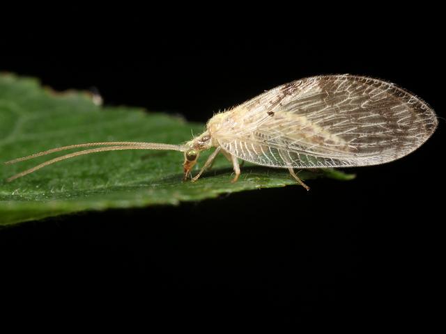Hemerobius humulinus Brown Lacewing Alder and Snake Fly Neuroptera images