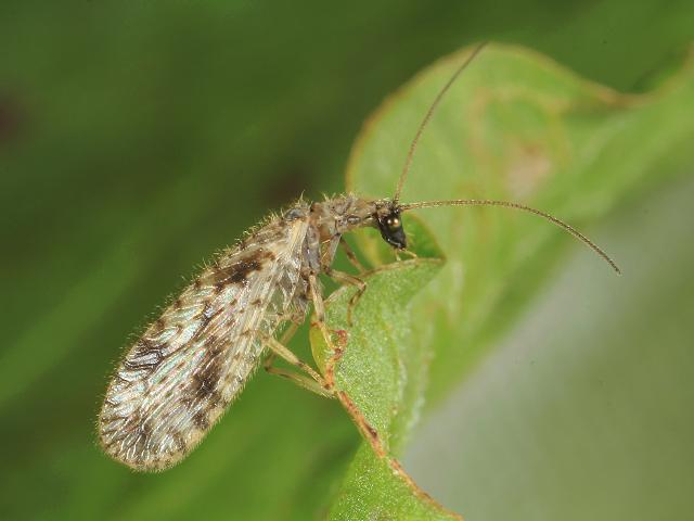 Micromus variegatus Brown Lacewing Alder and Snake Fly Neuroptera images