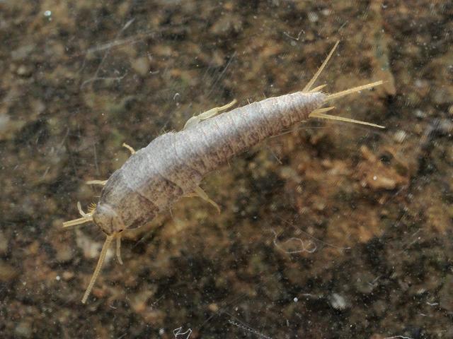 Lepisma saccharina Silverfish Zygentoma images
