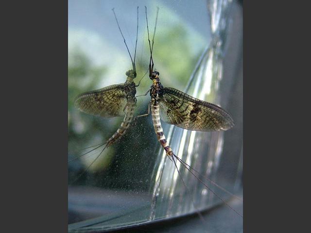 Ephemera danica Green Drake Mayfly Images