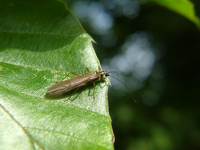 Perlodidae Predatory Stonefly Images